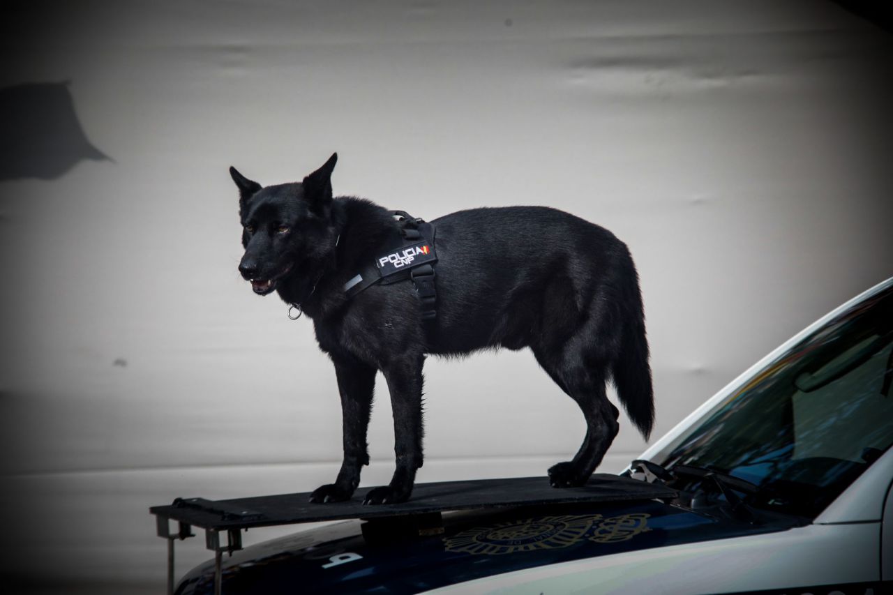 Un perro de la unidad policial canina durante el desfile. 
