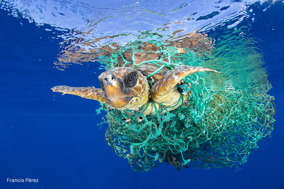 Una tortuga boba nada enredada en artes de pesca abandonados, frente a la costa de Tenerife, Islas Canarias, en el noreste del Océano Atlántico. La Unión de la Unión Internacional para la Conservación de la Naturaleza clasifica a la caguama como una especie 'vulnerable' en todo el mundo, pero la subpoblación del Atlántico nororiental está catalogada como 'en peligro de extinción'. El atrapamiento en redes destinadas a otras especies, y en las artes abandonadas por barcos de pesca es la principal amenaza para las tortugas marinas, seguido del consumo humano de carne y huevos, y el desarrollo costero que afecta su hábitat.