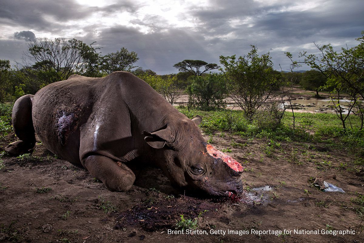Un rinoceronte negro, escalfado por su cuerno, se encuentra muerto en la reserva de caza Hluhluwe Umfolozi, Sudáfrica. Se sospecha que los asesinos vinieron de una comunidad local aproximadamente a cinco kilómetros de distancia, entrando al parque ilegalmente, disparando al rinoceronte en un pozo de agua con un rifle de caza silencioso y de alta potencia.