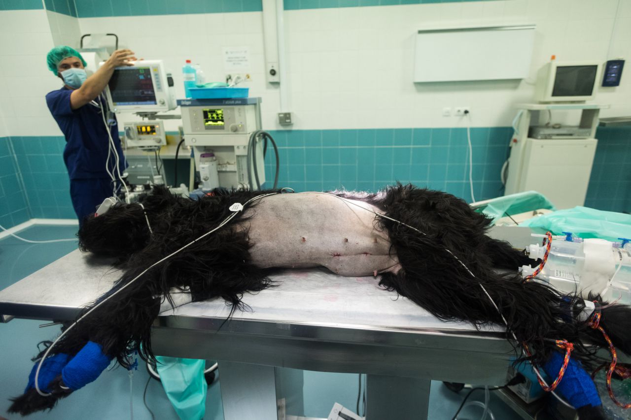Operación de castración por laparoscopia a una perra, snaucer gigante de un año de edad.