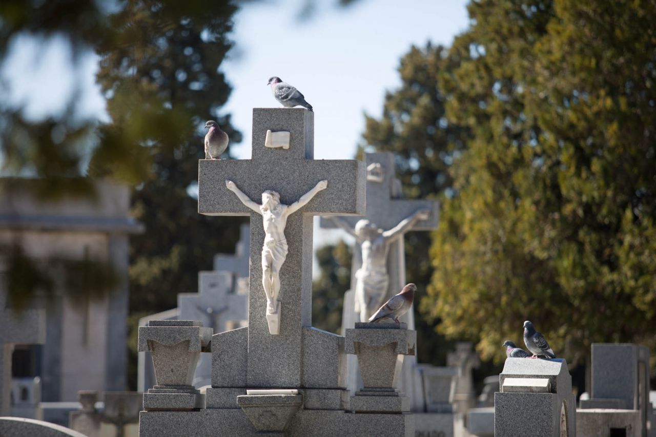 Varias palomas esperan aque rieguen el panteón de la familia Flores para acercarse a beber.