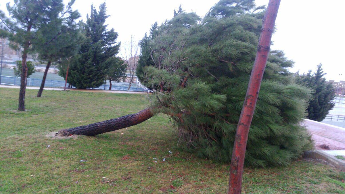 Árbol caído en Alcorcón.
