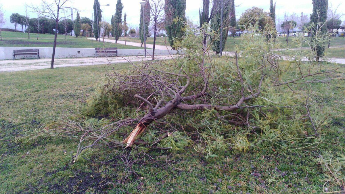 Árbol caído en Alcorcón.