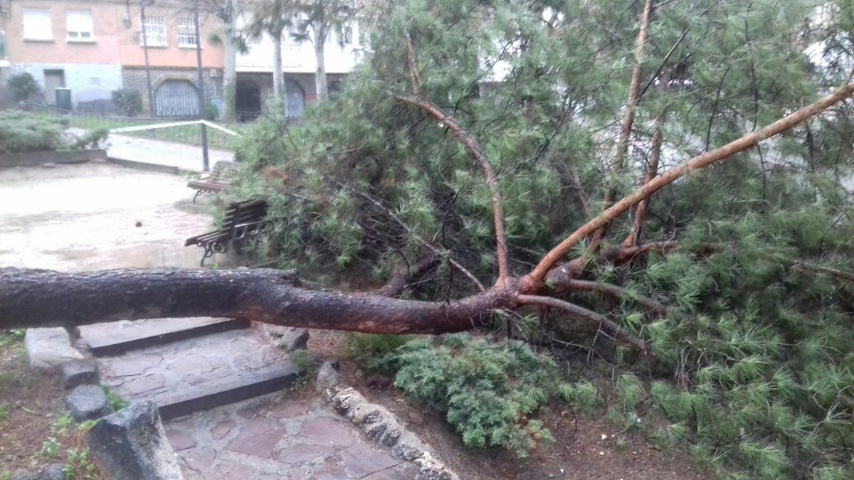 Árbol caído en Alcorcón.