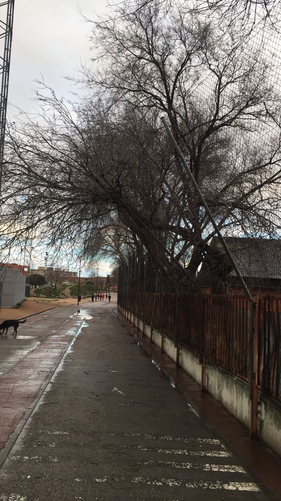Árboles vencidos sobre una valla de un colegio en Getafe.