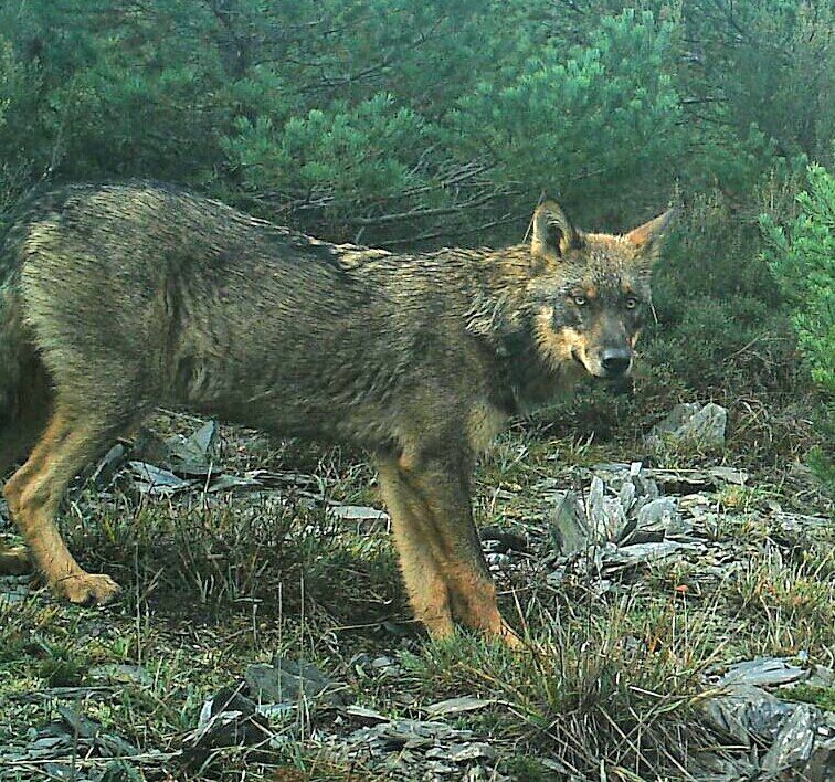 Manifestación por la protección del lobo ibérico