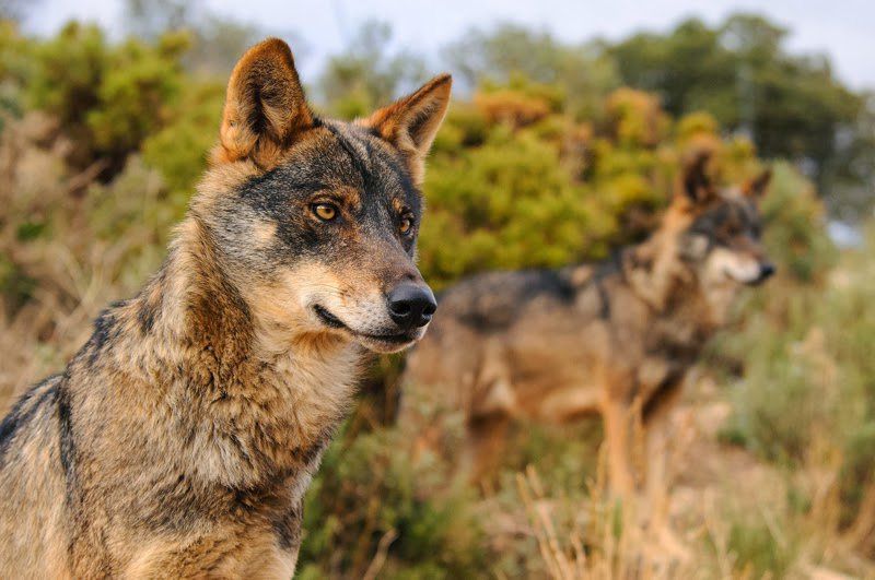 Manifestación por la protección del lobo ibérico