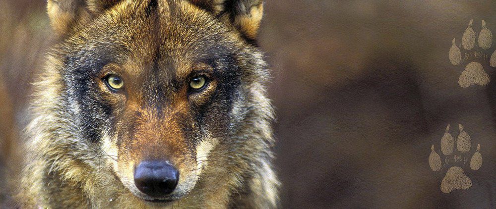 Manifestación por la protección del lobo ibérico