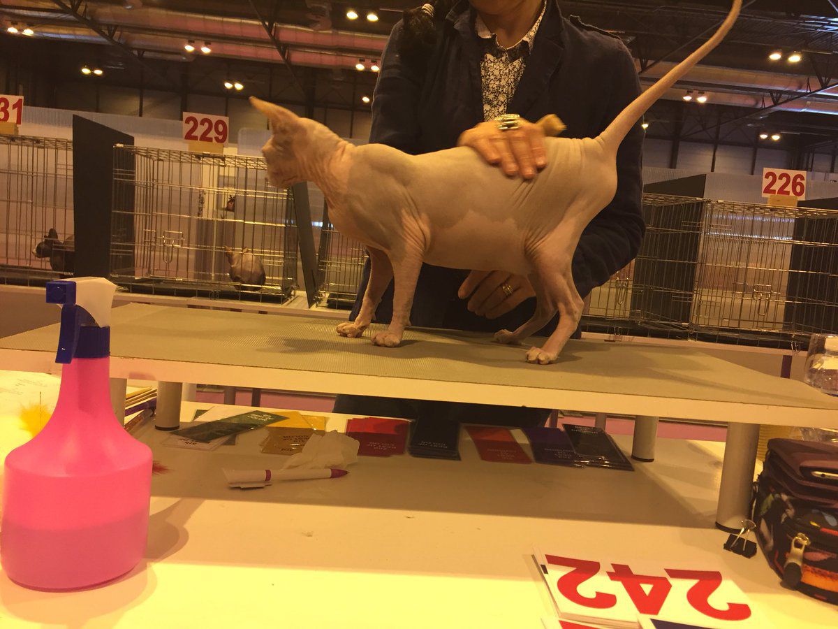 100x100 Mascota 2018, en Ifema