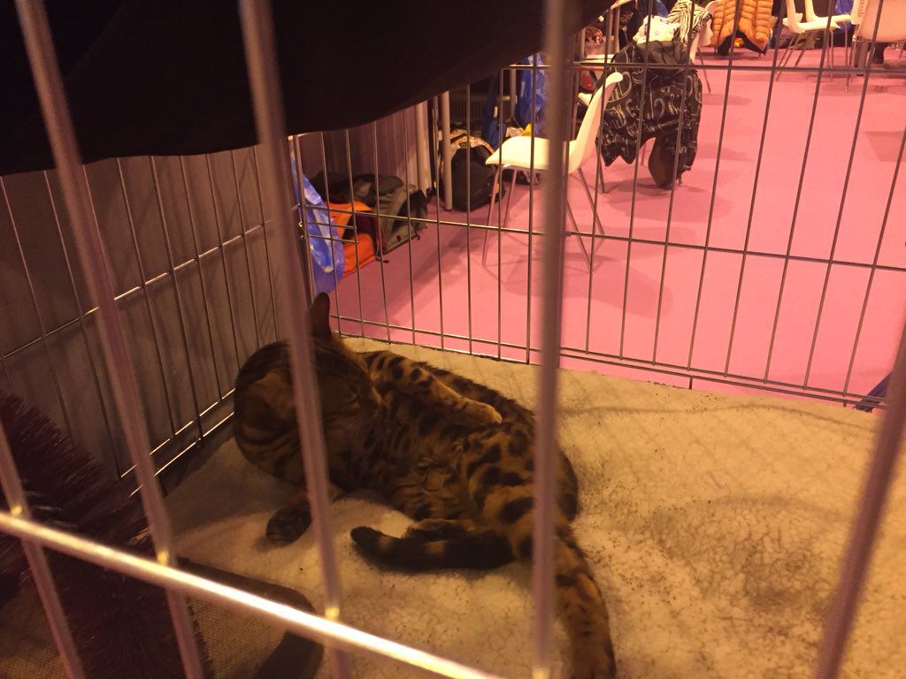 100x100 Mascota 2018, en Ifema