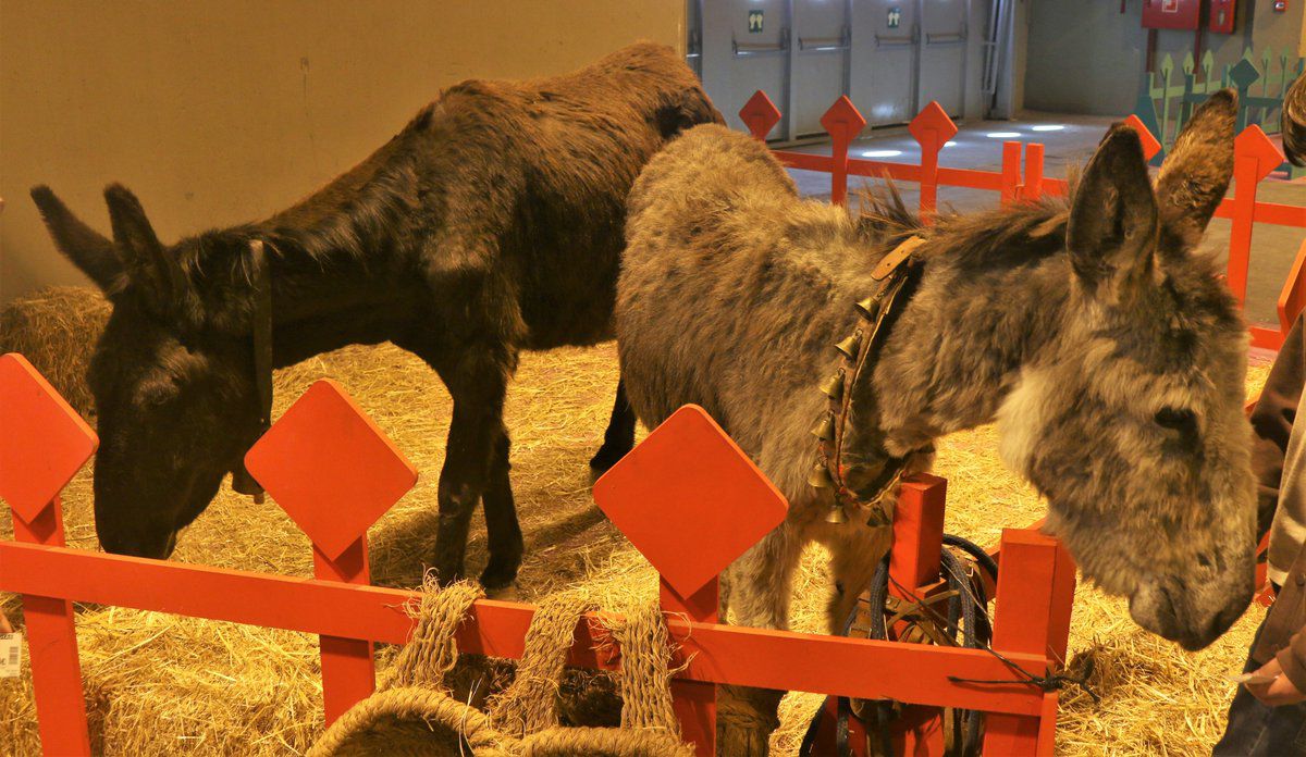 100x100 Mascota 2018, en Ifema