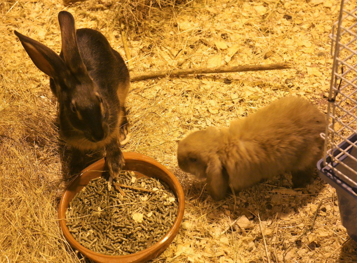 100x100 Mascota 2018, en Ifema