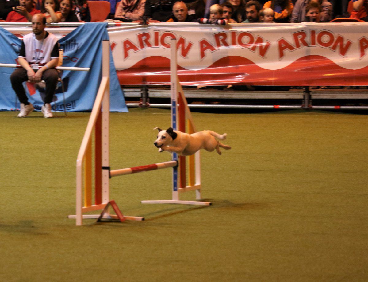 100x100 Mascota 2018, en Ifema