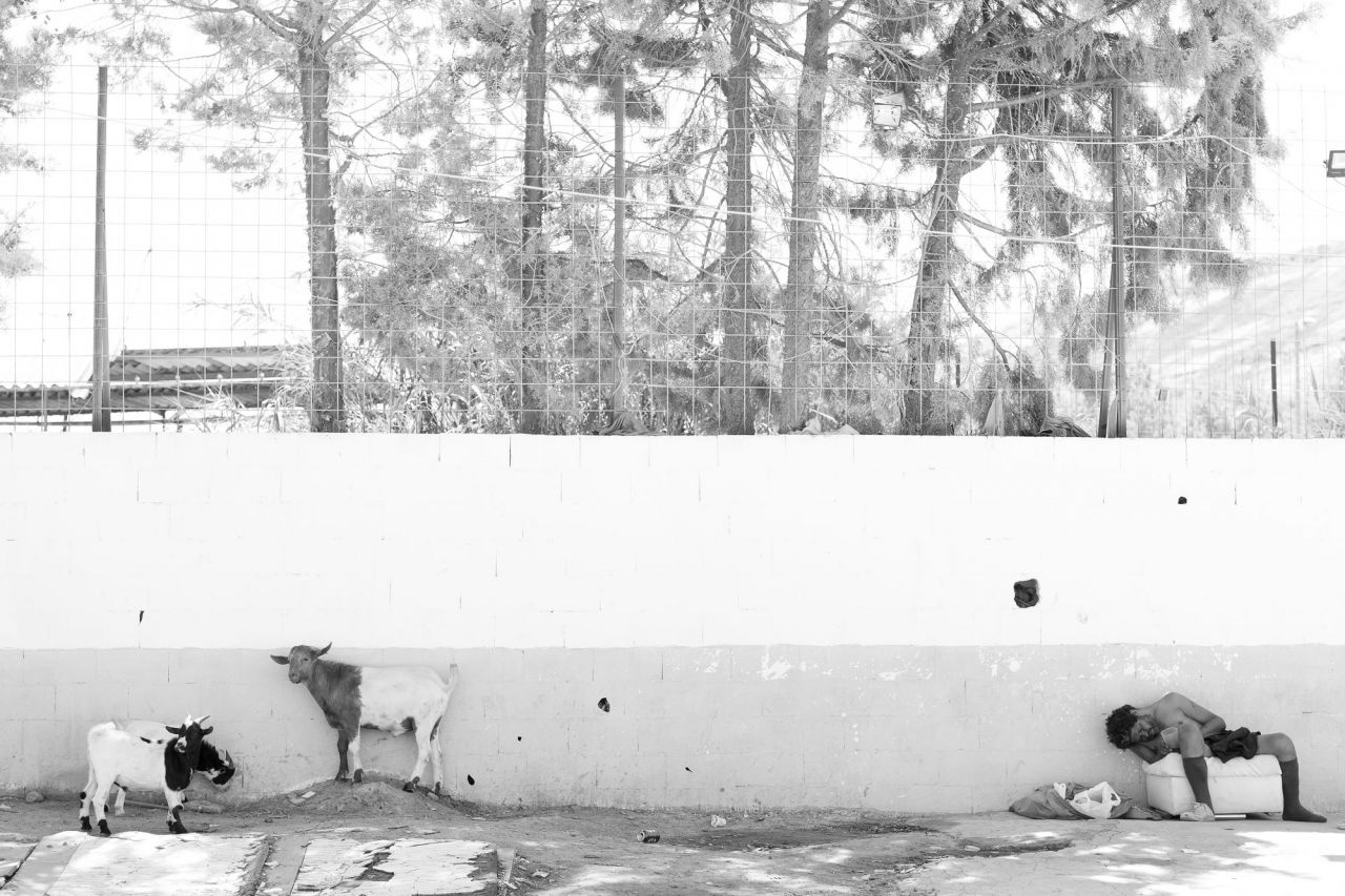 Estas tres cabras sobrevivían en la Cañada Real. Dos de ellas desaparecieron y Camarón pudo ser rescatado, en un trabajo conjunto de Salvando Ángeles sin Alas, Proyecto Cañada y ERA Equipo de Rescate Animal