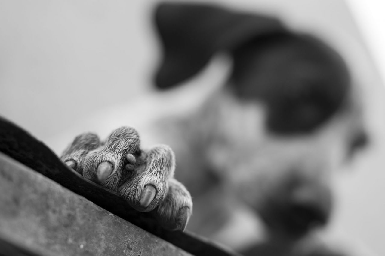 La falta de cuidados marca la vida de algunos animales