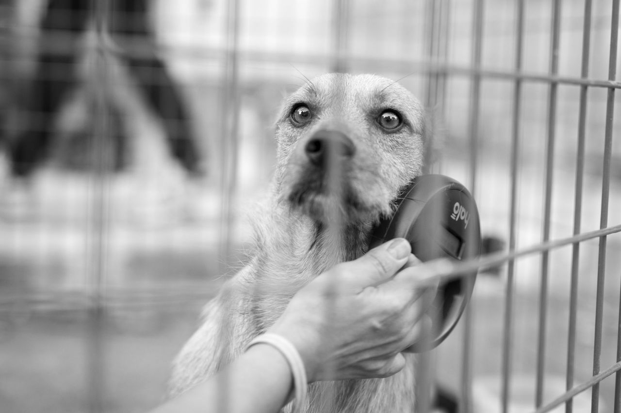 Un paso importante después del rescate es comprobar que no haya nadie buscando al perro o al animal rescatado. Lo primero es comprobar si está identificado