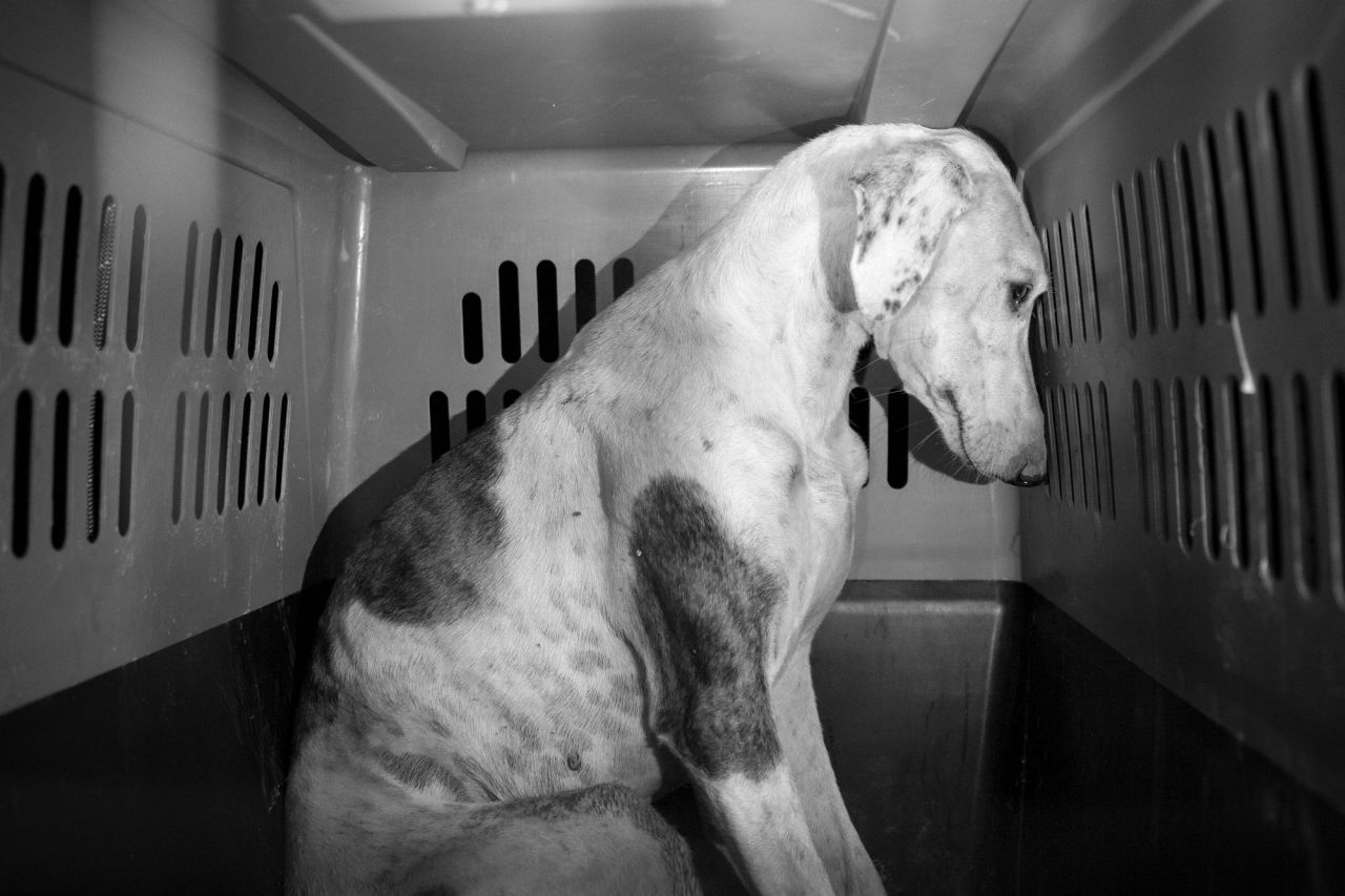 Amor, respeto, tiempo y empatía es lo que necesitan estos animales para volver a poder confiar