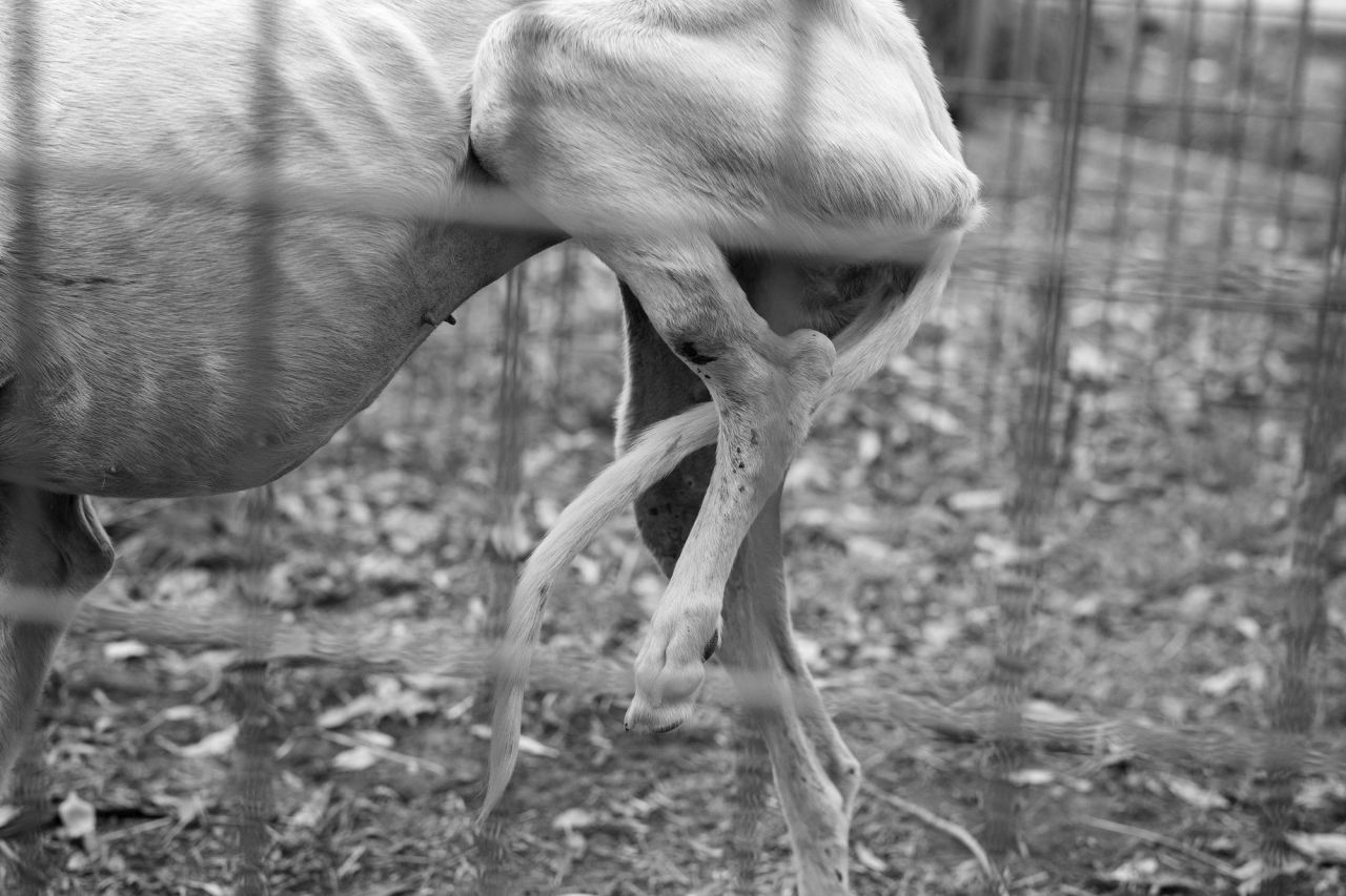 Es fundamental revisar el estado físico de los rescatados. Por eso, es muy importante el apoyo que reciben estas asociaciones por parte de muchos veterinarios