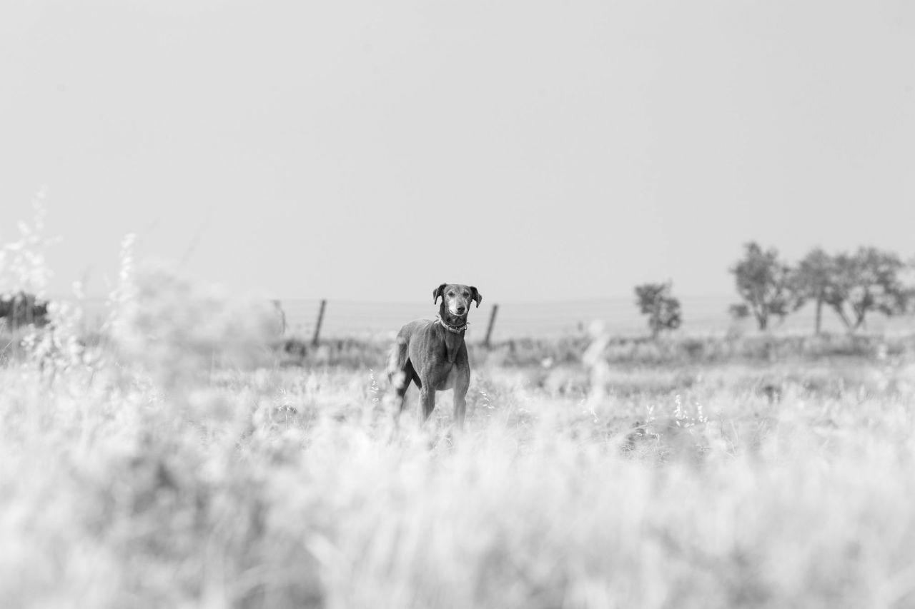 Neli. No sabías que, después de más de siete meses, ese día tu futuro iba a cambiar. (Gracias a la Asociación Las Nieves, Neli fue adoptada)