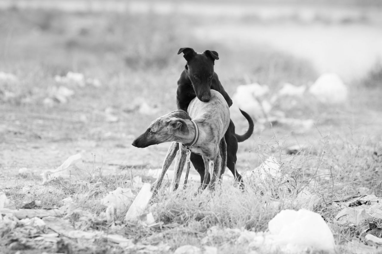 Otra labor fundamental de ERA y de las asociaciones que trabajan por el bienestar animal es la concienciación sobre la castración. Cuando un perro se abandona también se produce otro problema: la reproducción incontrolada
