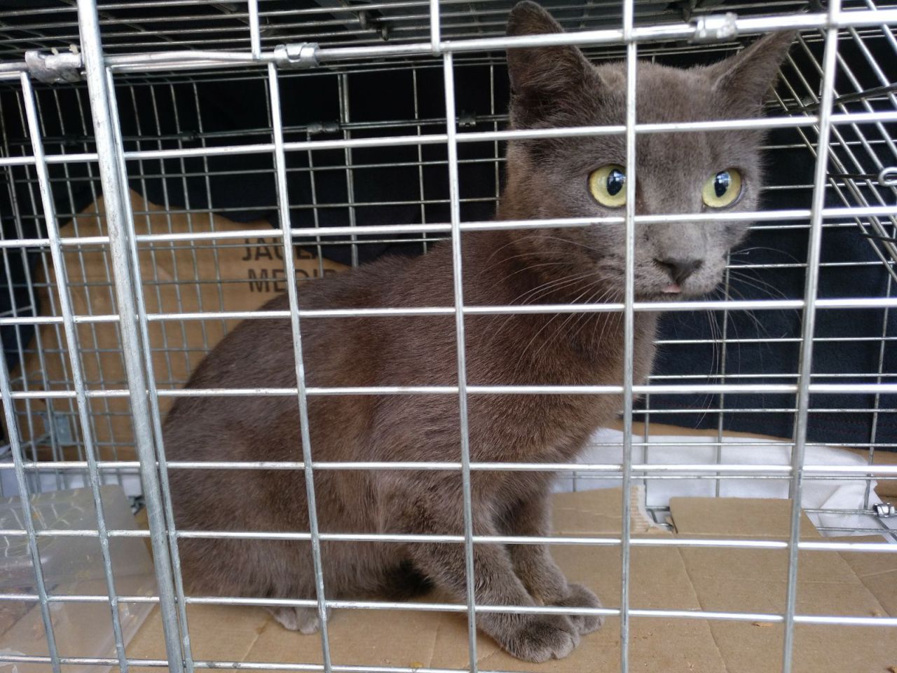 Gatos del aeropuerto de Barajas que cuida y gestiona la GFAM