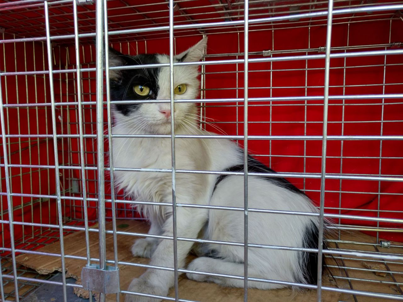 Gatos del aeropuerto de Barajas que cuida y gestiona la GFAM