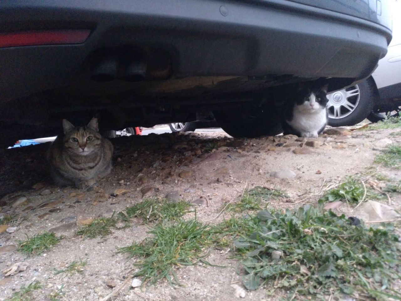 Gatos del aeropuerto de Barajas que cuida y gestiona la GFAM