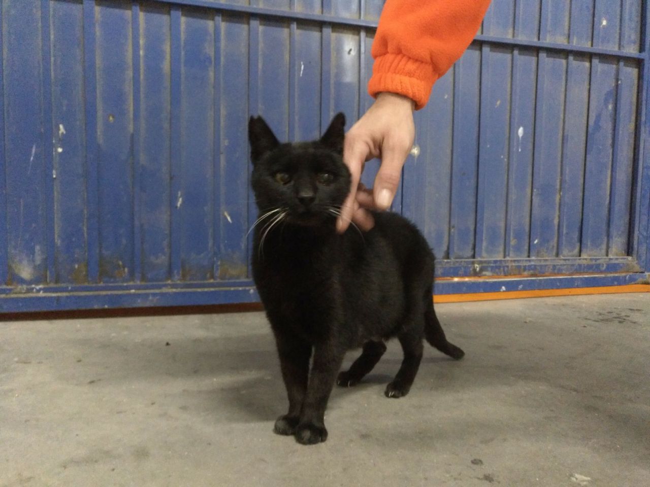 Gatos del aeropuerto de Barajas que cuida y gestiona la GFAM