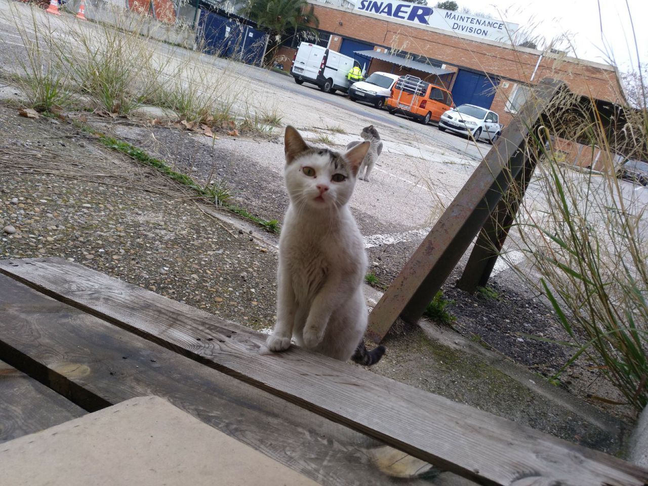 Gatos del aeropuerto de Barajas que cuida y gestiona la GFAM