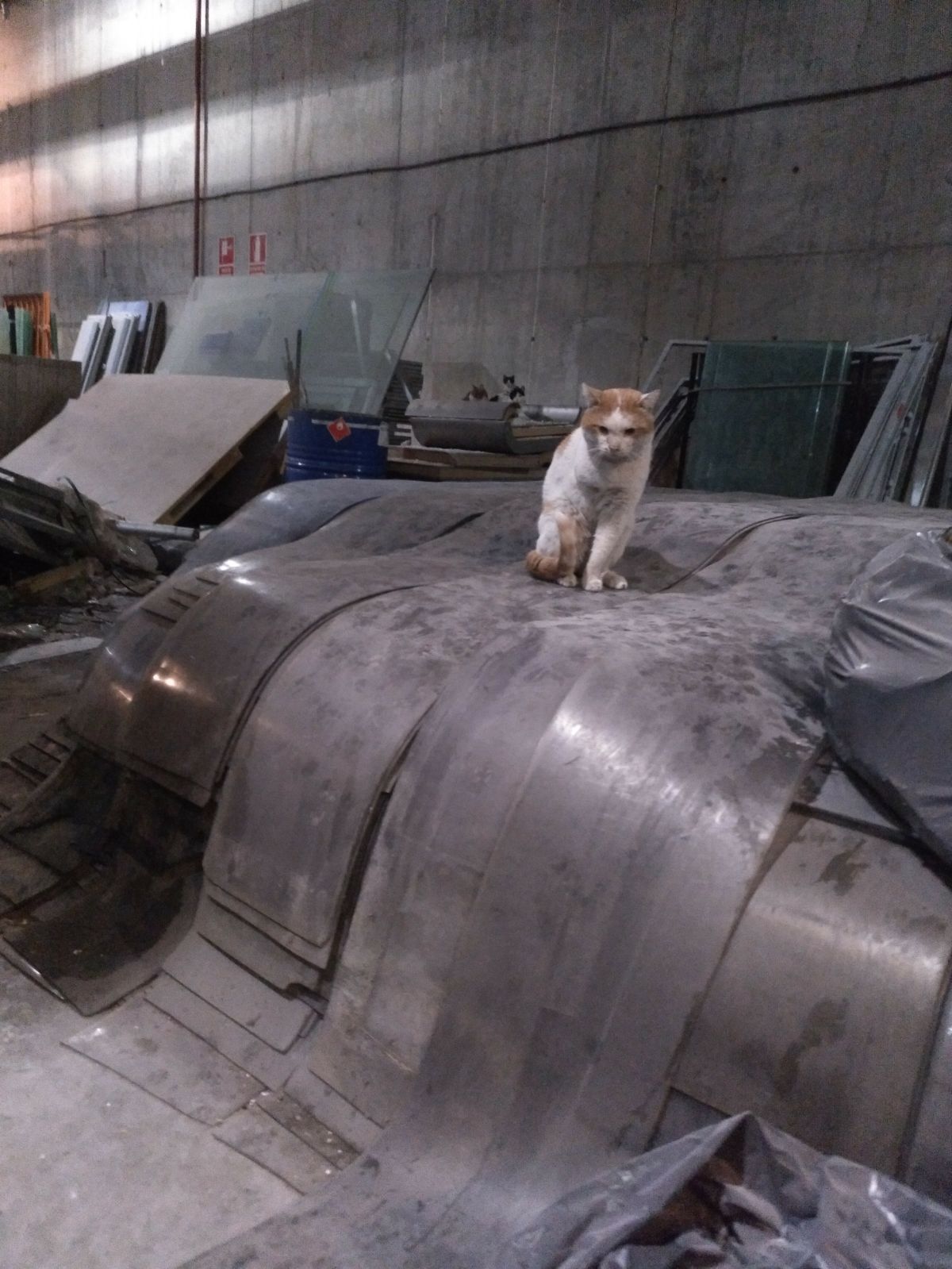 Gatos del aeropuerto de Barajas que cuida y gestiona la GFAM