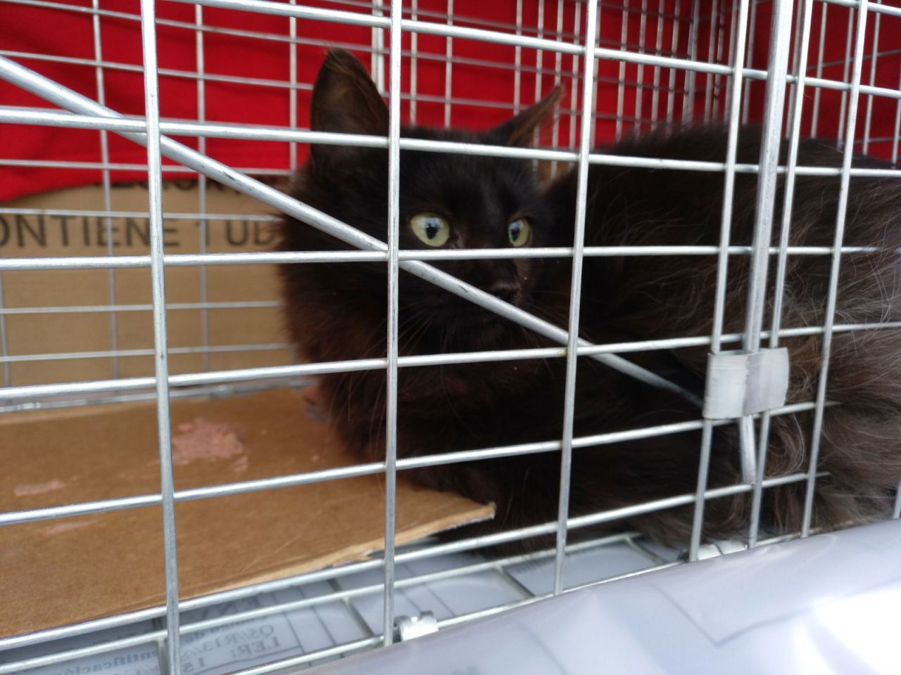 Gatos del aeropuerto de Barajas que cuida y gestiona la GFAM