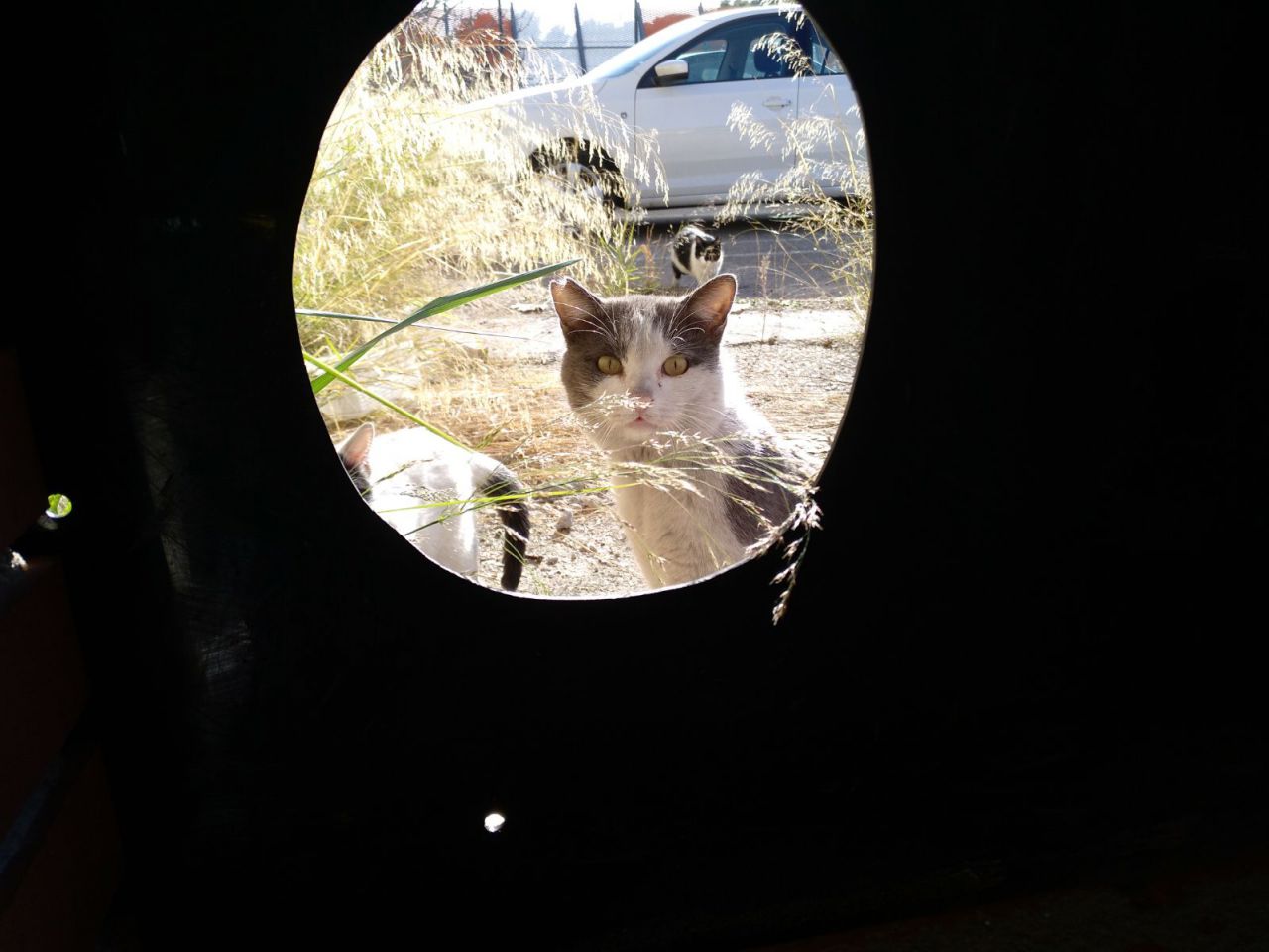 Gatos del aeropuerto de Barajas que cuida y gestiona la GFAM