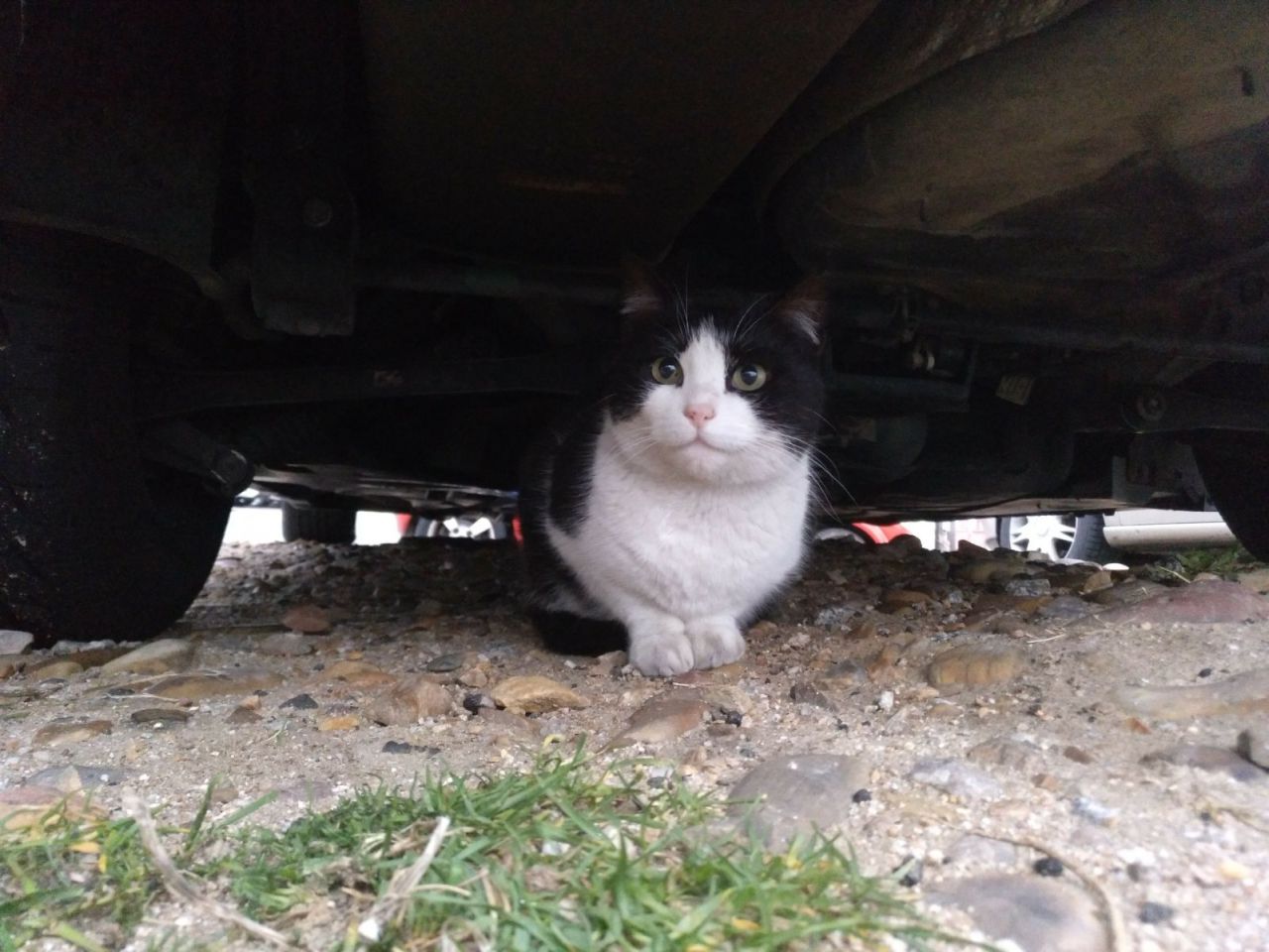 Gatos del aeropuerto de Barajas que cuida y gestiona la GFAM