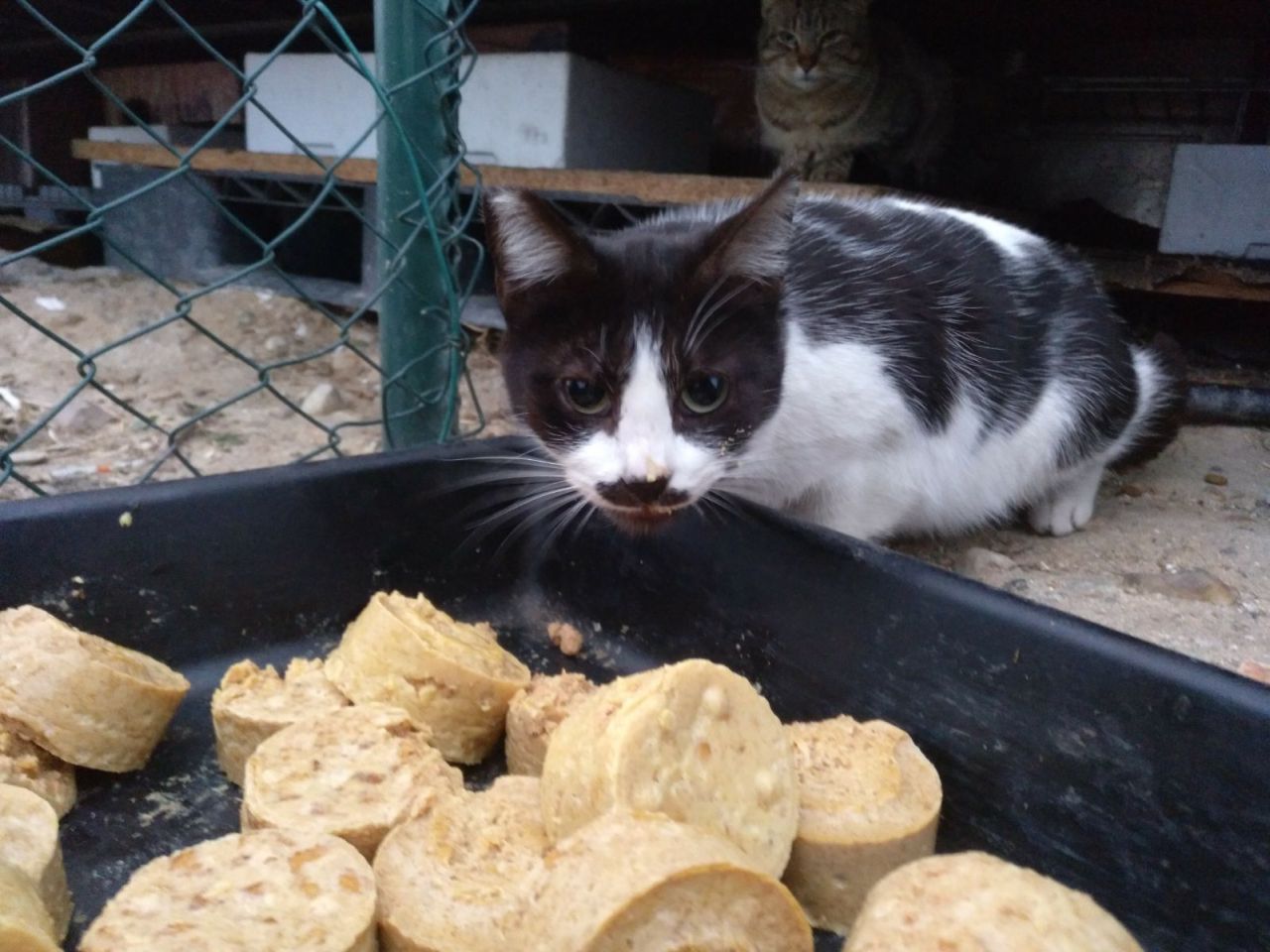 Gatos del aeropuerto de Barajas que cuida y gestiona la GFAM