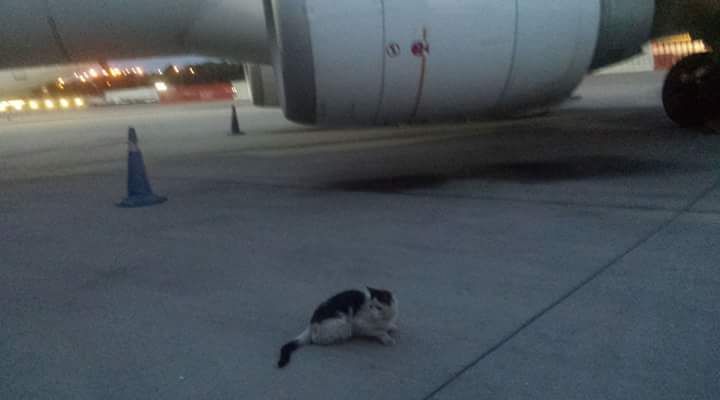 Gatos del aeropuerto de Barajas que cuida y gestiona la GFAM