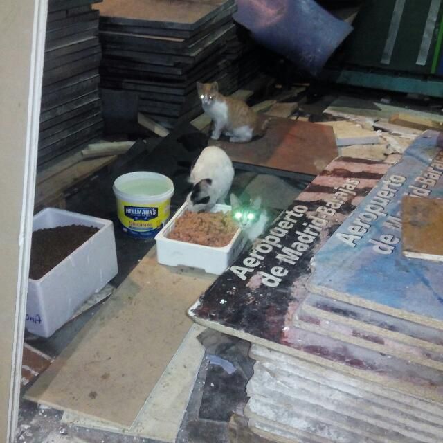 Gatos del aeropuerto de Barajas que cuida y gestiona la GFAM