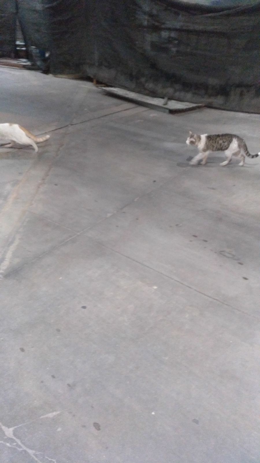 Gatos del aeropuerto de Barajas que cuida y gestiona la GFAM