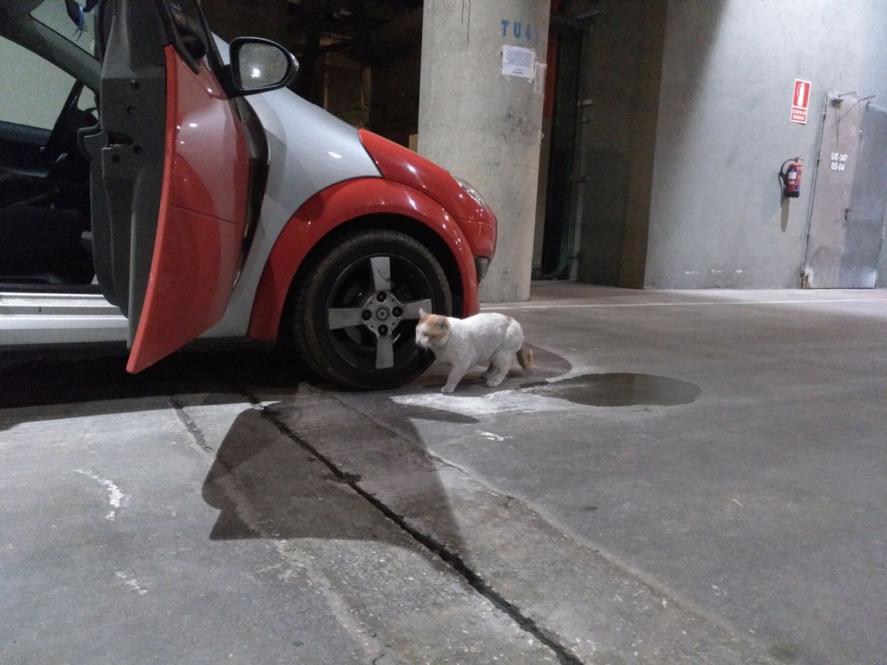 Gatos del aeropuerto de Barajas que cuida y gestiona la GFAM