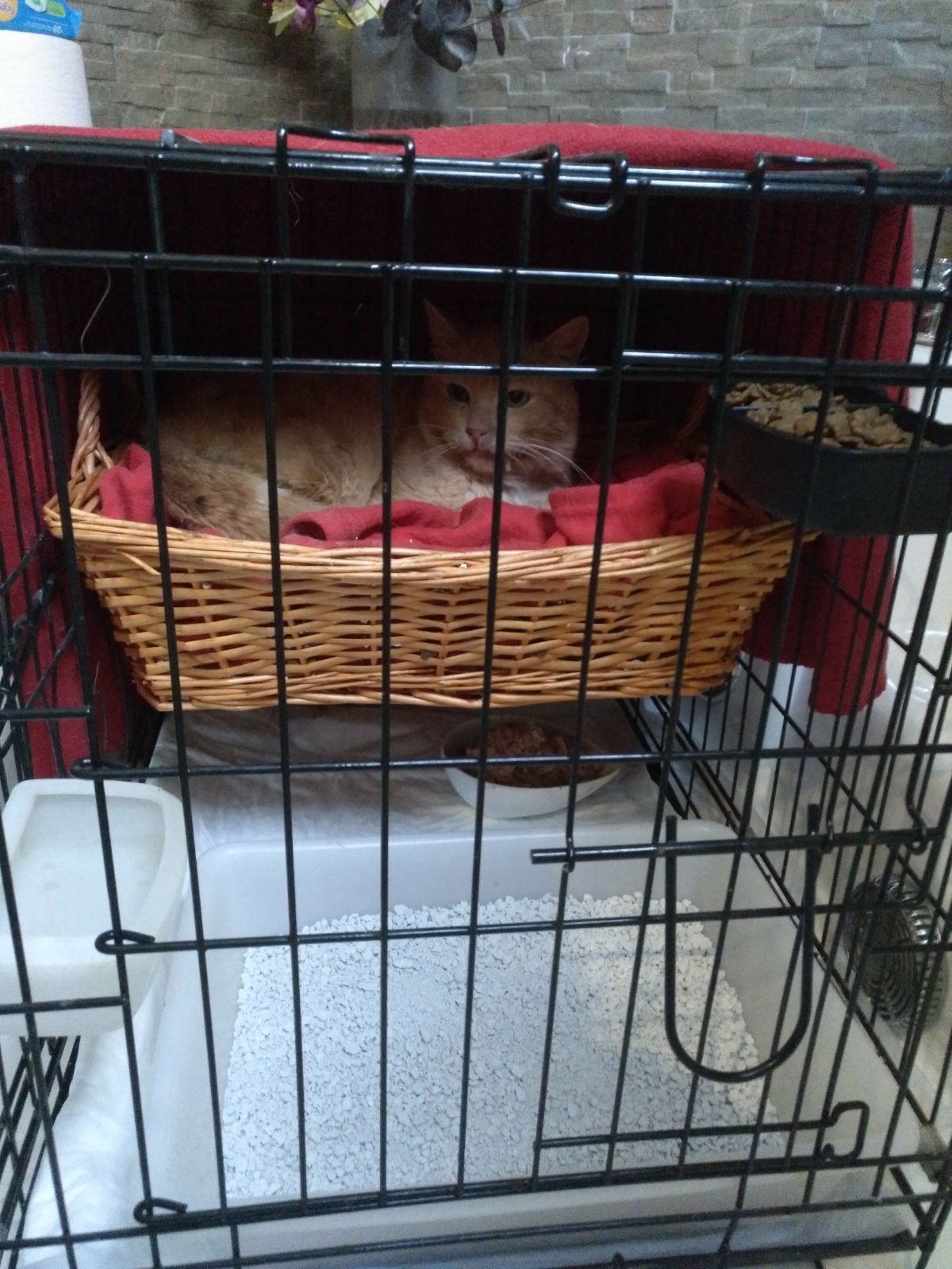 Gatos del aeropuerto de Barajas que cuida y gestiona la GFAM