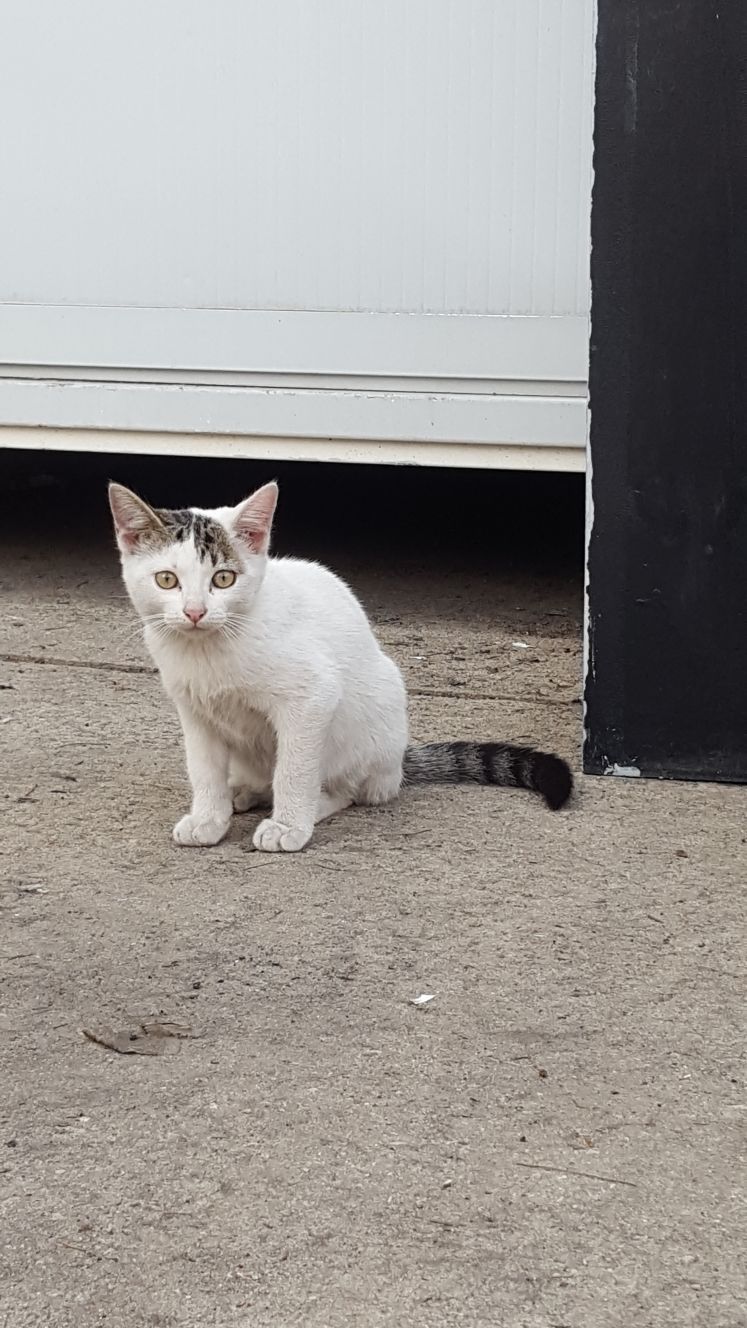 Gatos del aeropuerto de Barajas que cuida y gestiona la GFAM