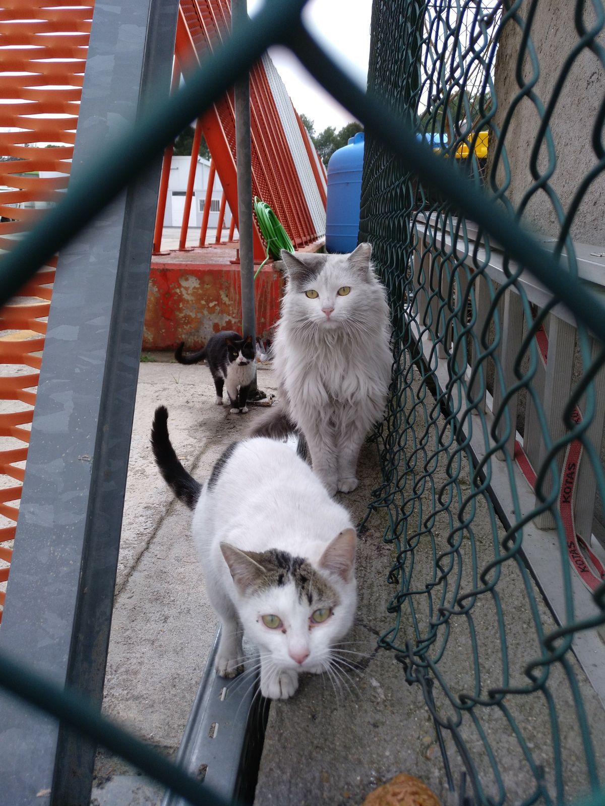 Gatos del aeropuerto de Barajas que cuida y gestiona la GFAM