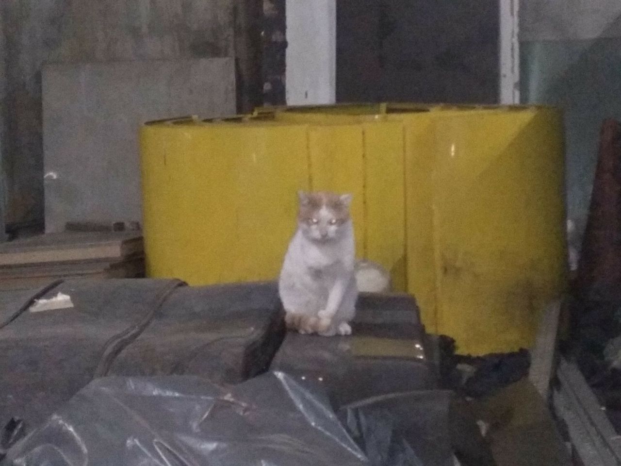 Gatos del aeropuerto de Barajas que cuida y gestiona la GFAM