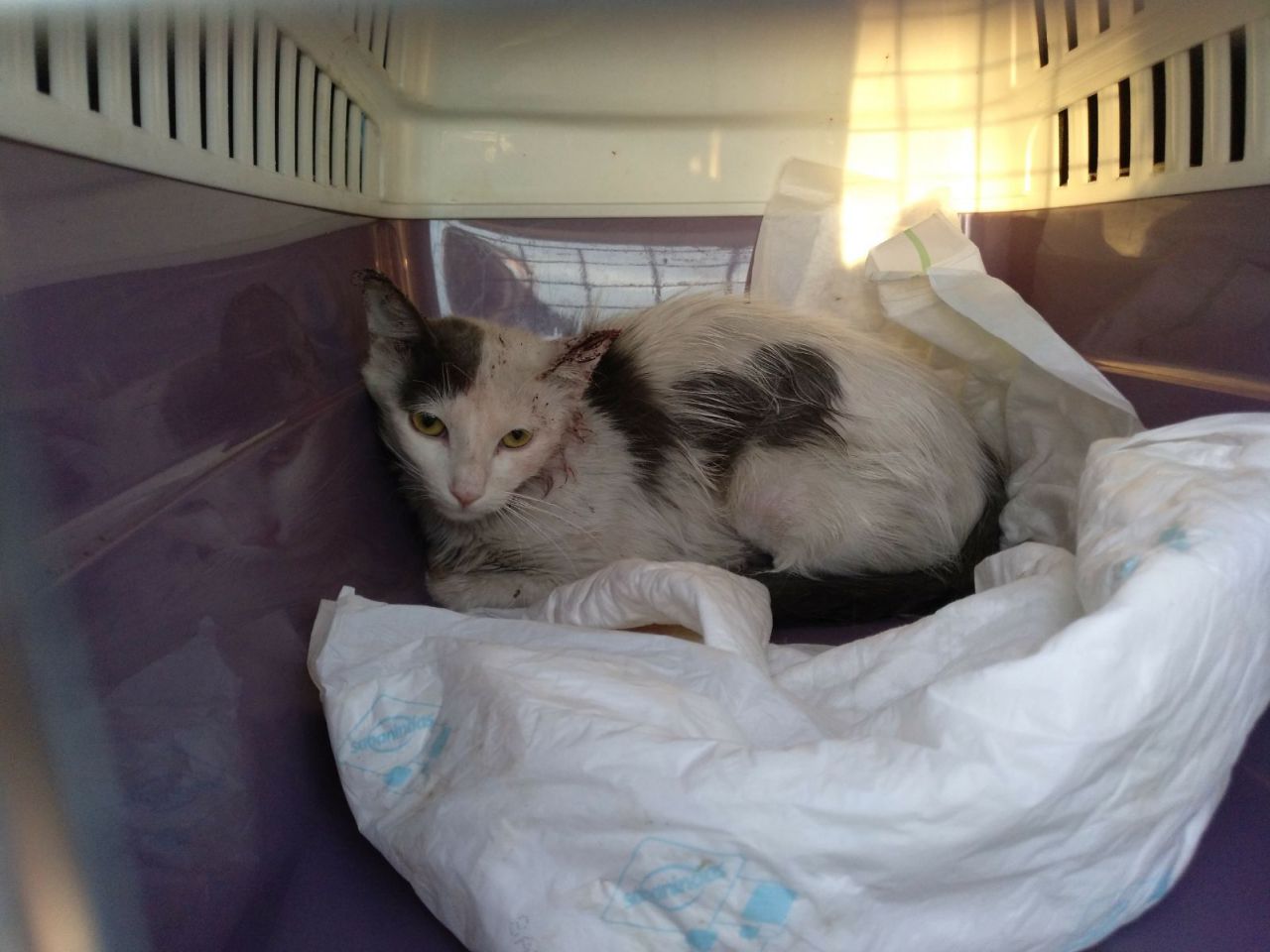 Gatos del aeropuerto de Barajas que cuida y gestiona la GFAM