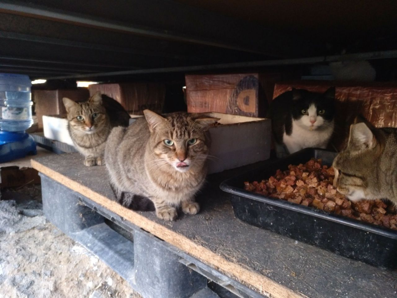 Gatos del aeropuerto de Barajas que cuida y gestiona la GFAM
