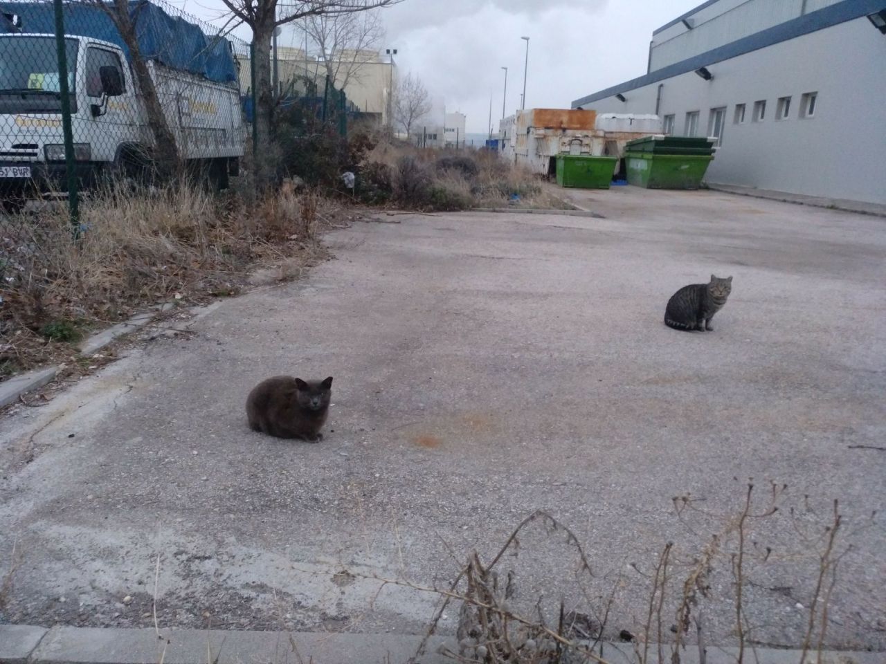 Gatos del aeropuerto de Barajas que cuida y gestiona la GFAM