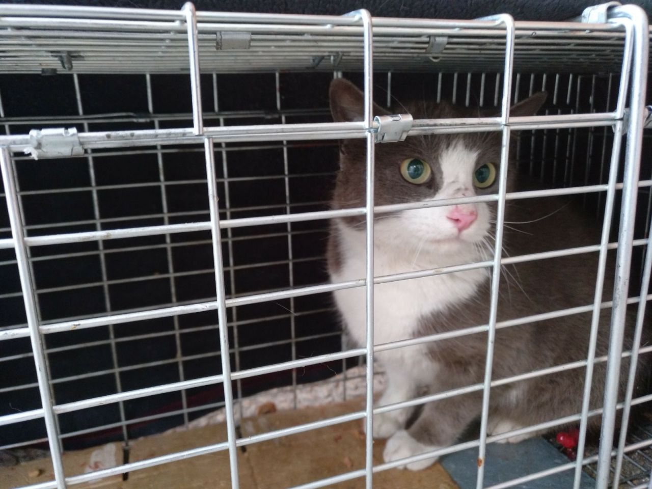 Gatos del aeropuerto de Barajas que cuida y gestiona la GFAM