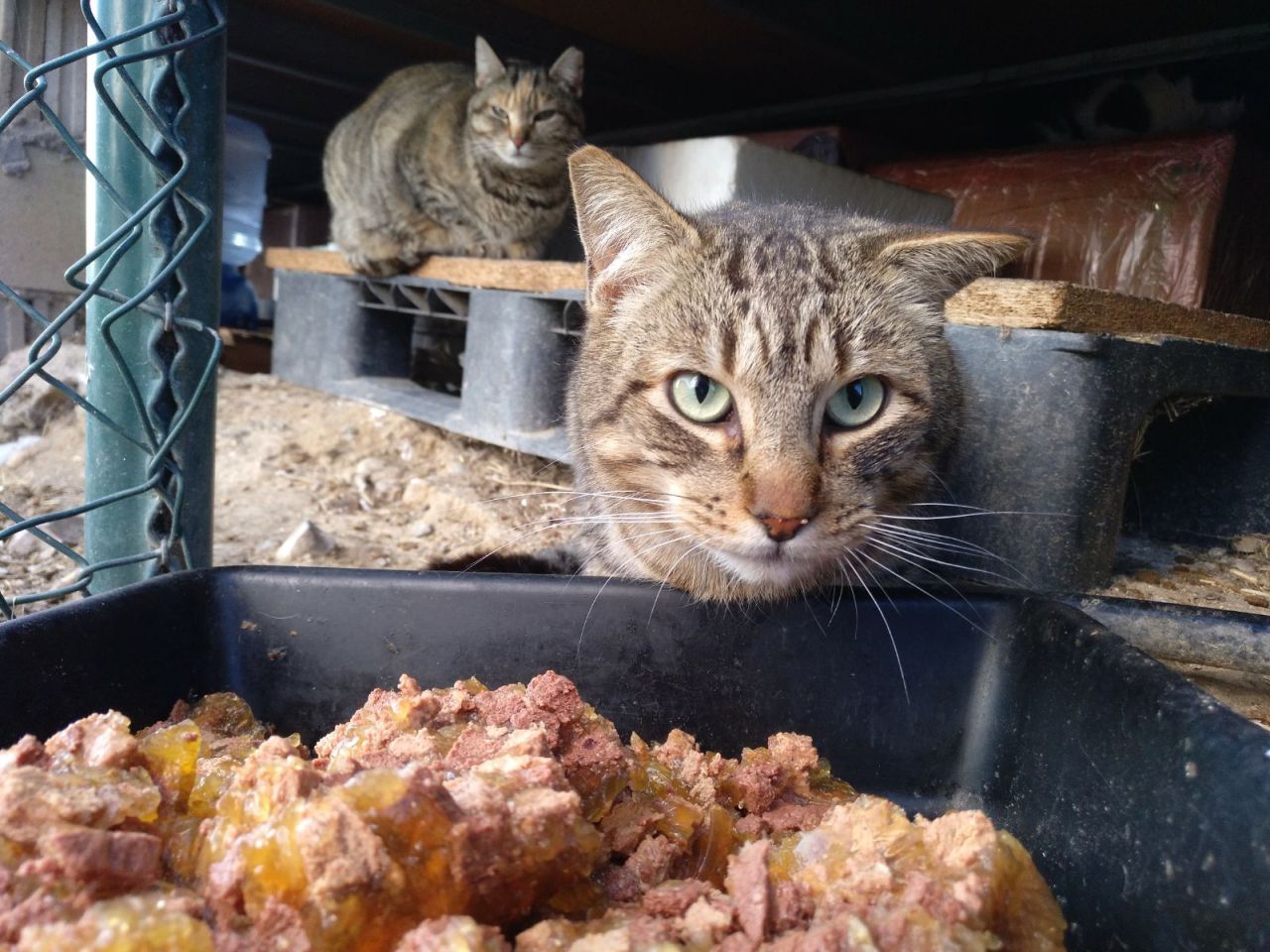Gatos del aeropuerto de Barajas que cuida y gestiona la GFAM