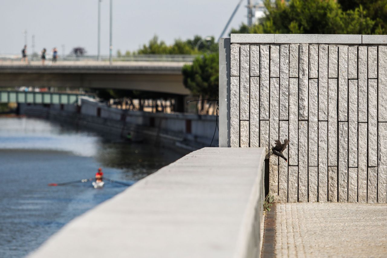 Una gallineta adulta salta al paseo de Madrid Río al haber perdido su hábitat.