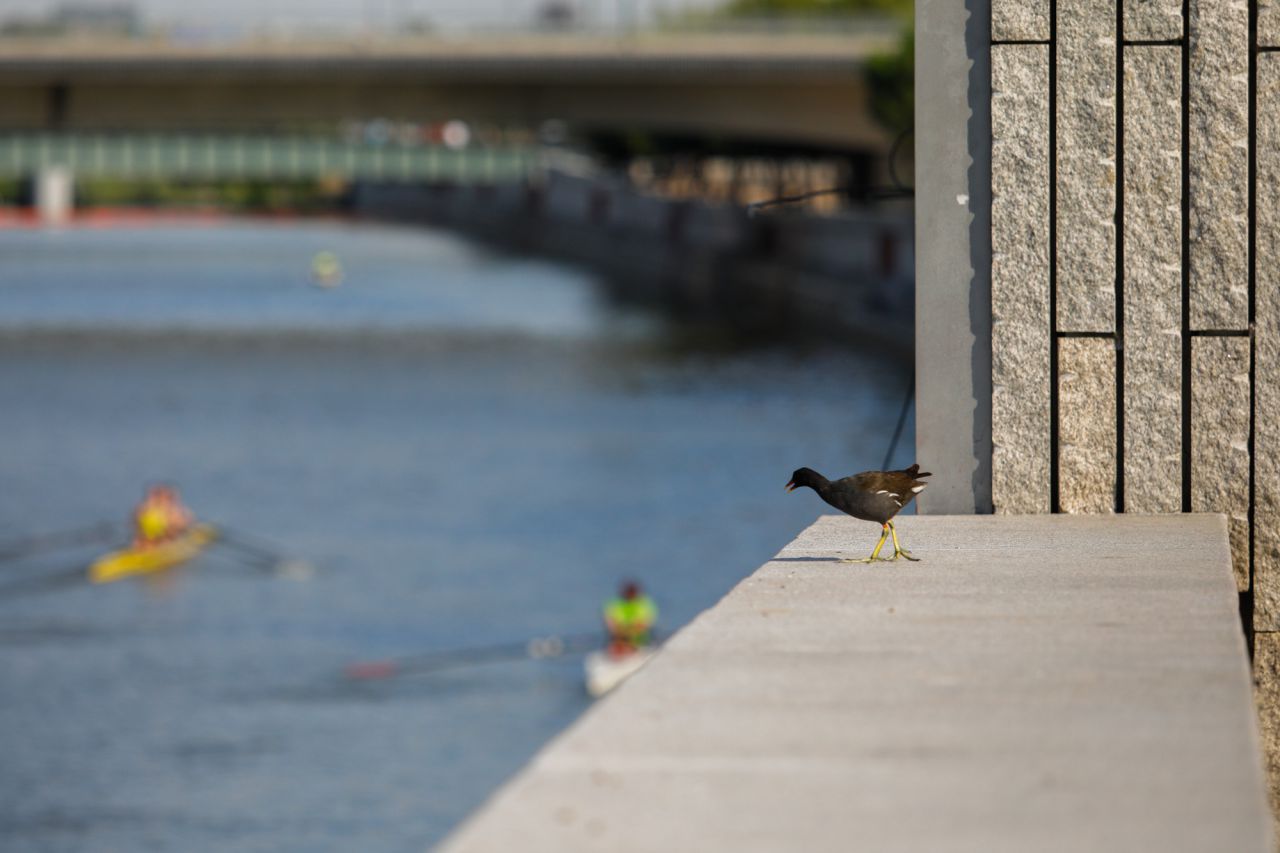 Una gallineta en la parte superior del muro del canal de Madrid Río.