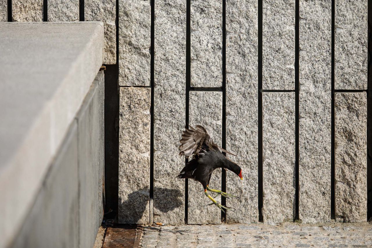 Una gallineta adulta salta al paseo de Madrid Río al haber perdido su hábitat.